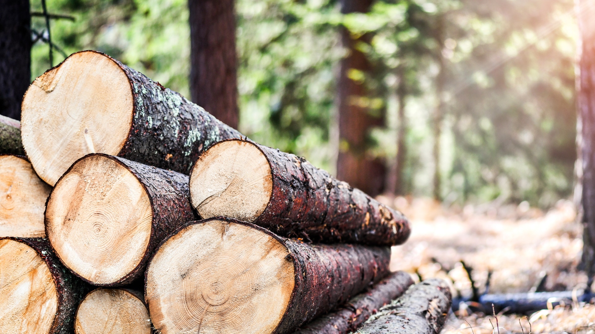 Umwelt Biomasse Brikett presse Holz hacks chnitzel Brikett
